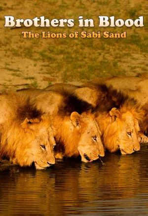Brothers in Blood: The Lions of Sabi Sand