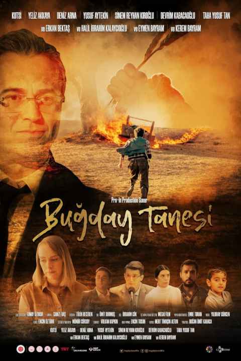 Bugday Tanesi