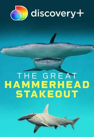 Great Hammerhead Stakeout