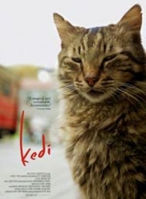 Kedi