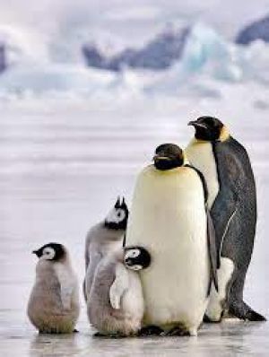 Life in the Snow