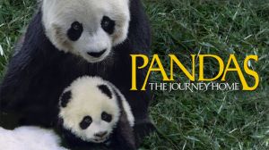 Pandas: The Journey Home