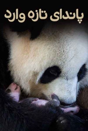 Petit panda deviendra grand